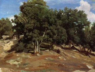 Black Oaks of Bas-Breau